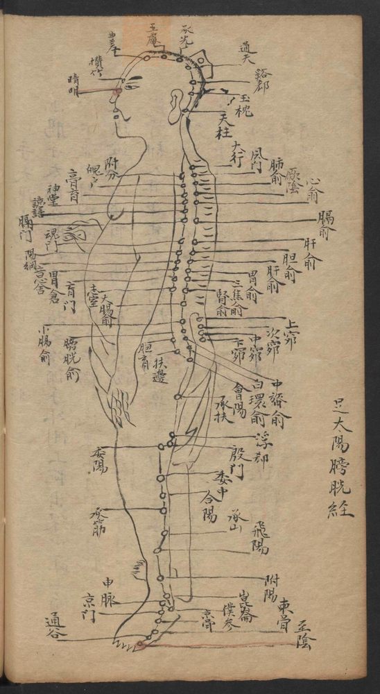 经穴指南(第36页)