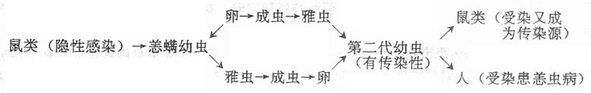 恙、螨幼虫传播恙虫病示意图