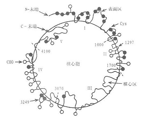 ApoB100结构图