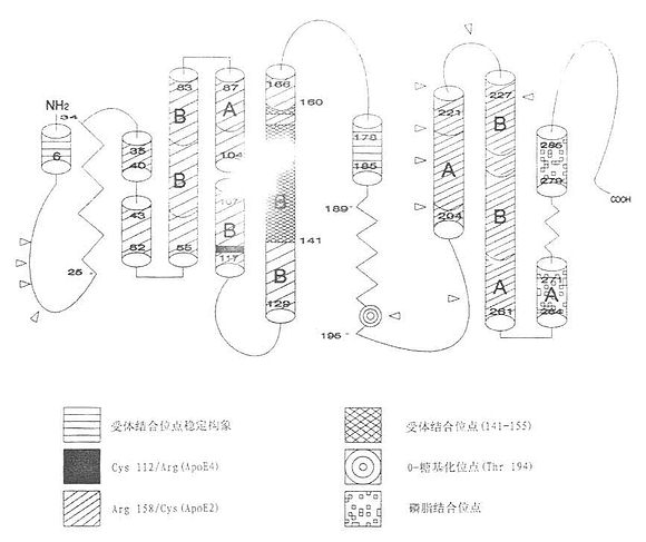 载脂蛋白E结构示意图