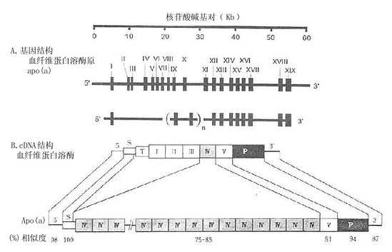 Apo（a）与血纤维蛋白溶酶原基因结构(A)与cDNR结构(B)的比较