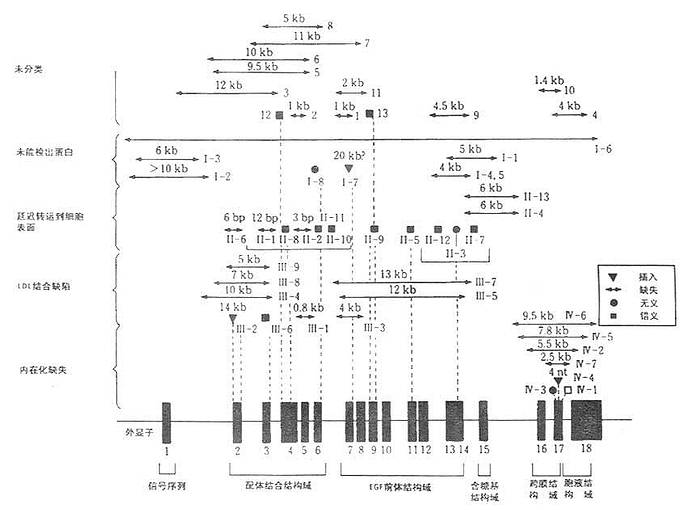 LDL受体基因结构及其家族性高胆固醇血症的基因突变和受体蛋白变异