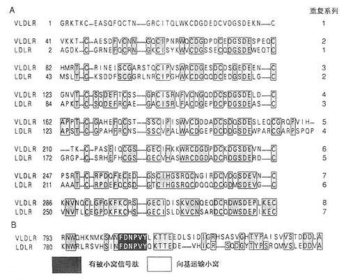 LDL受体与VLDL受体的配体结合结构域及胞液结构域的比较