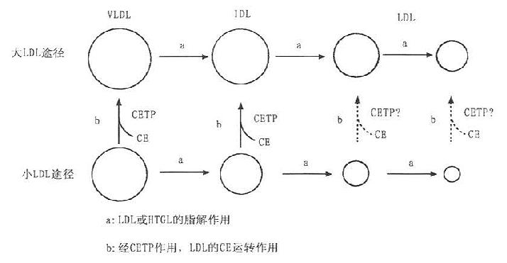 LDL形成的两条途径