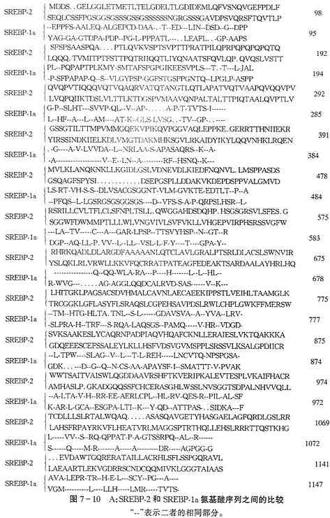 SREBP-1a和SREBP-2的氨基酸序列和功能域结构之间的比较