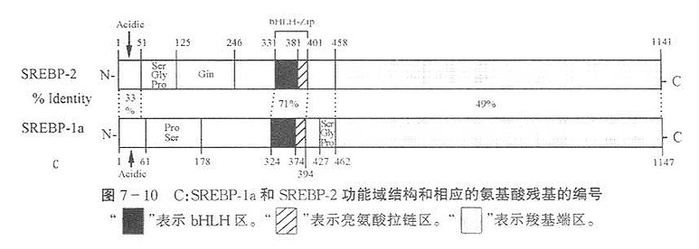 B：SREBP-2和SREBP-1a的bHLH区（粗横线所示）的比较