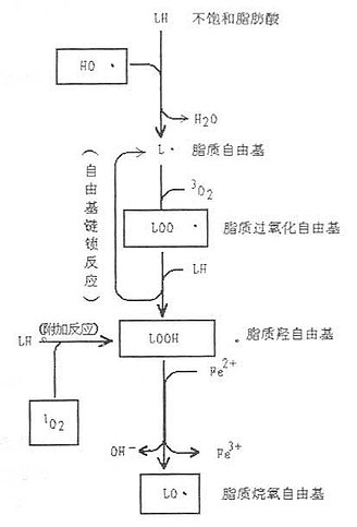 脂质过氧化反应及其脂质自由基的生成