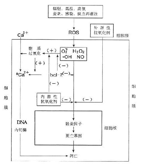 氧化诱导细胞凋亡的机制及其调节