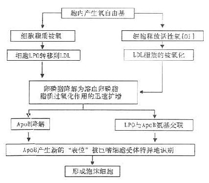 细胞氧化修饰LDL的可能机制