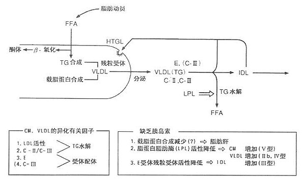 糖尿病与高甘油三酯血症