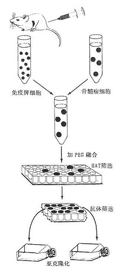 单克隆抗体的制备