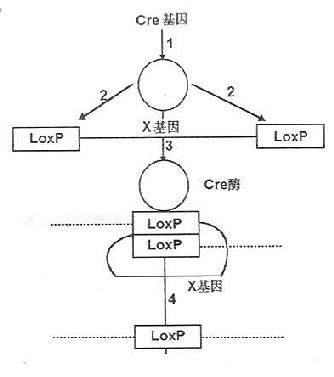 Cre酶作用原理