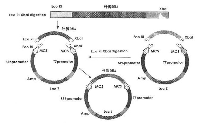 质粒载体的定向克隆