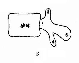 单个正常腰椎解剖侧位