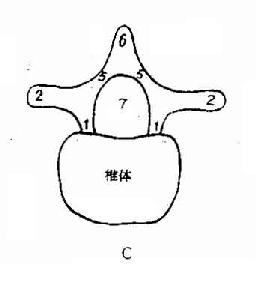 单个正常腰椎解剖上面观