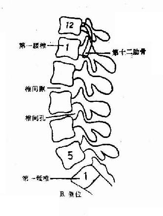 正常腰椎X线解剖