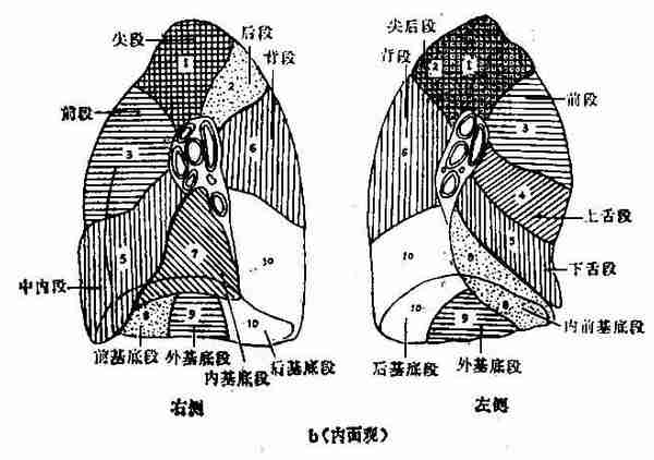 肺段侧位分布示意图