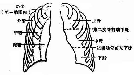 肺野的划分