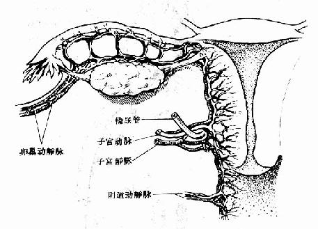 女性生殖器宫主要血液供应