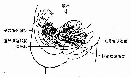 子宫正常位置的维持(矢状面)