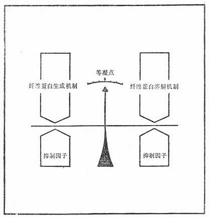 凝血、抗凝血与纤溶的平衡机制