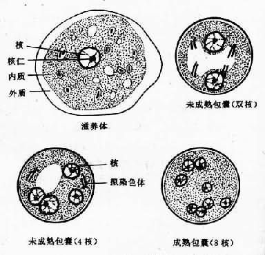 哈门氏内阿米巴