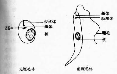 杜氏利什曼原虫