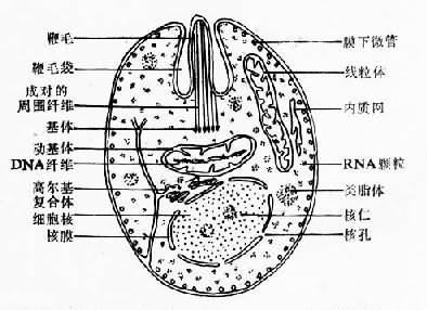 杜氏利什曼原虫无鞭体超微结构模式图