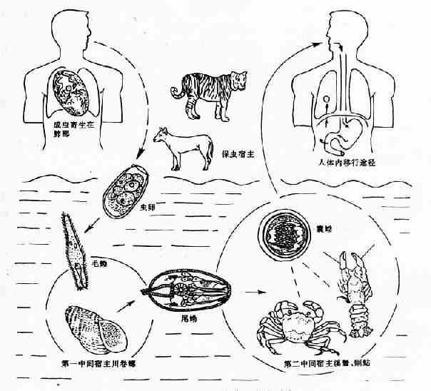 卫氏并殖吸虫生活史