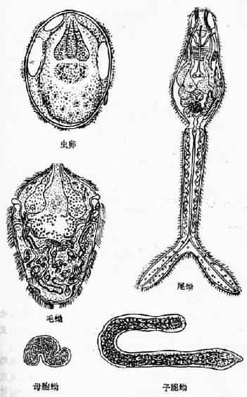 日本血吸虫卵及各期幼虫