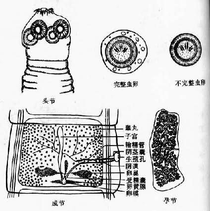 链状带绦虫