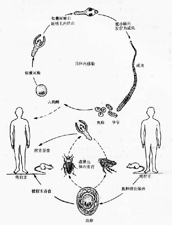 微小膜壳绦虫生活史