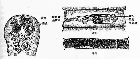 缩小膜壳绦虫成虫