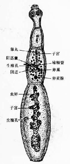 细粒棘球绦虫成虫（采Nobel）