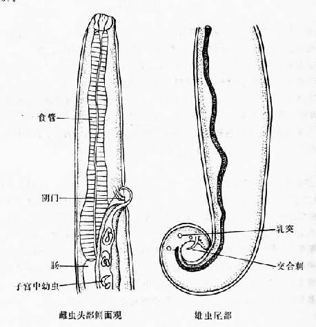 结膜吸吮线虫