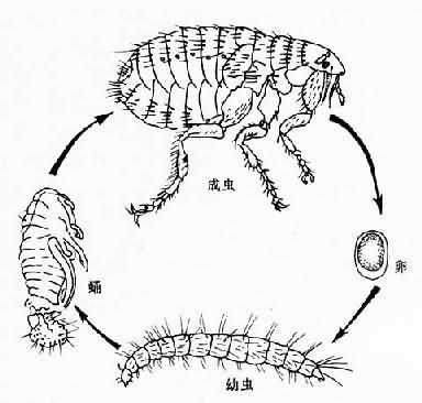 蚤生活史