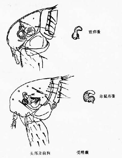 两种蚤的鉴别特征