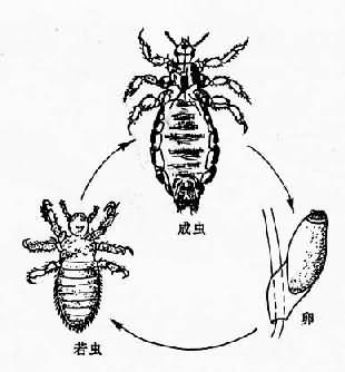 人虱生活史