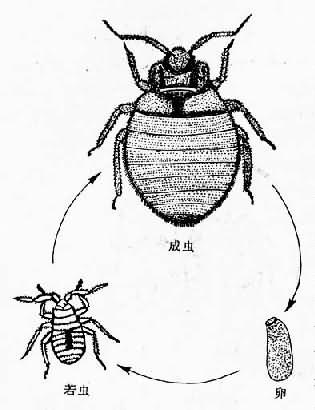 臭虫生活史
