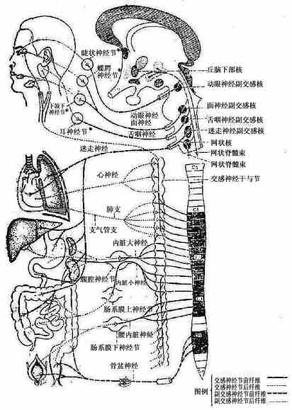 植物神经系统