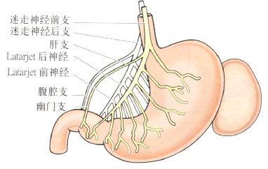 迷走神经