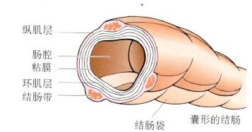 结肠肌层的排列