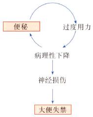 会阴下降综合征引起便秘和大便失禁