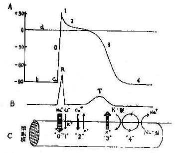 心肌细胞除极复极时电位变化与离子活动心电图关系示意图