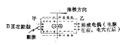 心肌细胞除极与复极时电偶的形成