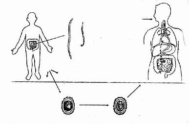 蛔虫发育过程与传播