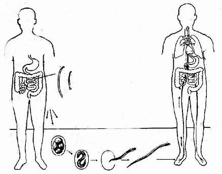 钩虫发育过程与传播