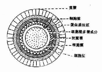 链球菌抗原构造图