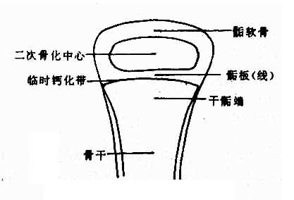 小儿长骨端示意图