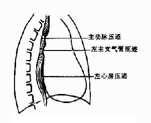 正常食管